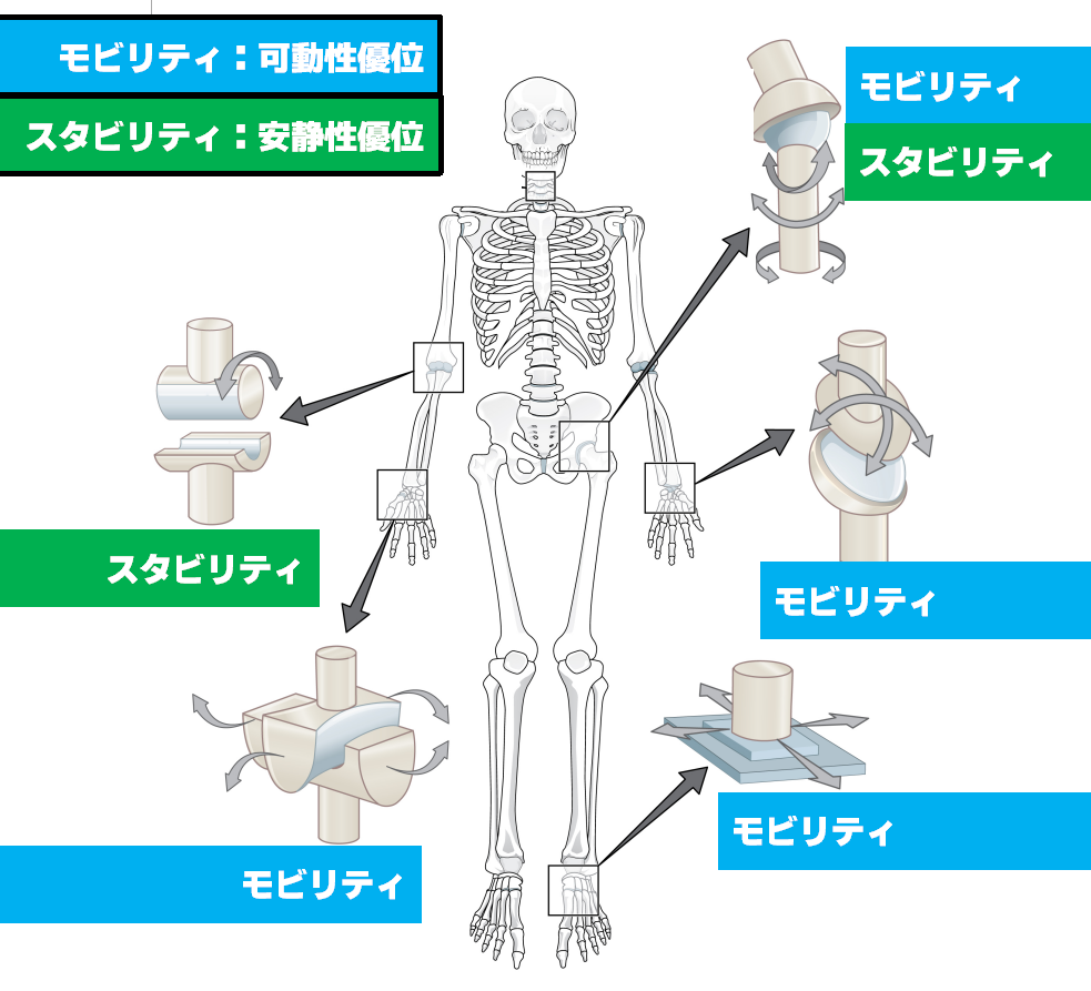 始める前に始める土台づくり。THE CONDITIONING ROOM、THE ANSWER、小顔スタジオ創始者。関口アキラの整体理論