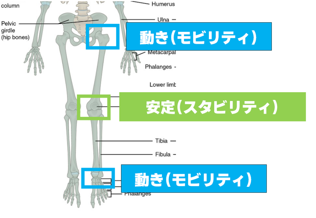 始める前に始める土台づくり。THE CONDITIONING ROOM、THE ANSWER、小顔スタジオ創始者。関口アキラの整体理論